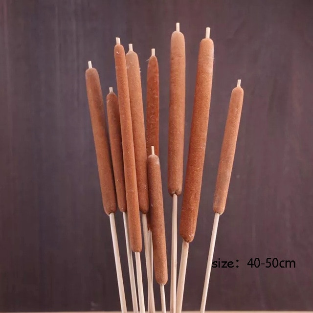 Typha