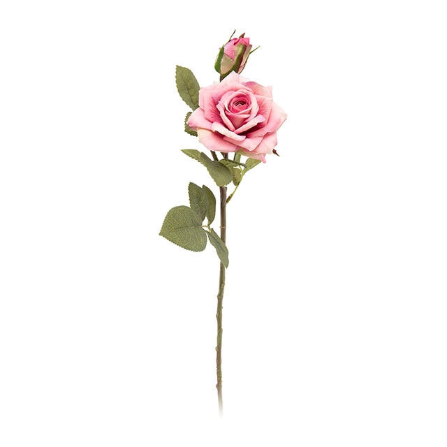 Rose red