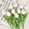 Tulip White