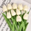 Tulip Milky White