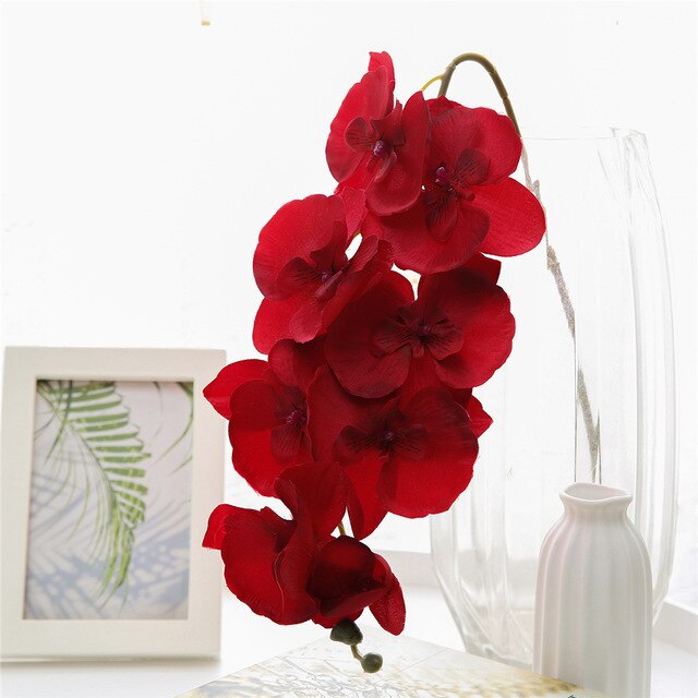 Red Phalaenopsis