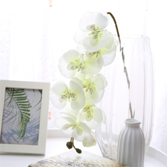 White Phalaenopsis