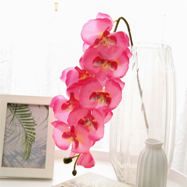 Pink Phalaenopsis