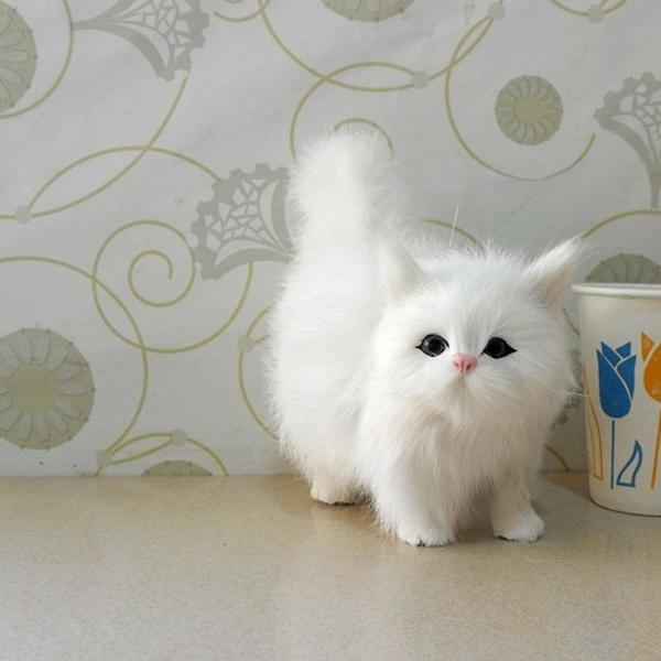 white cat