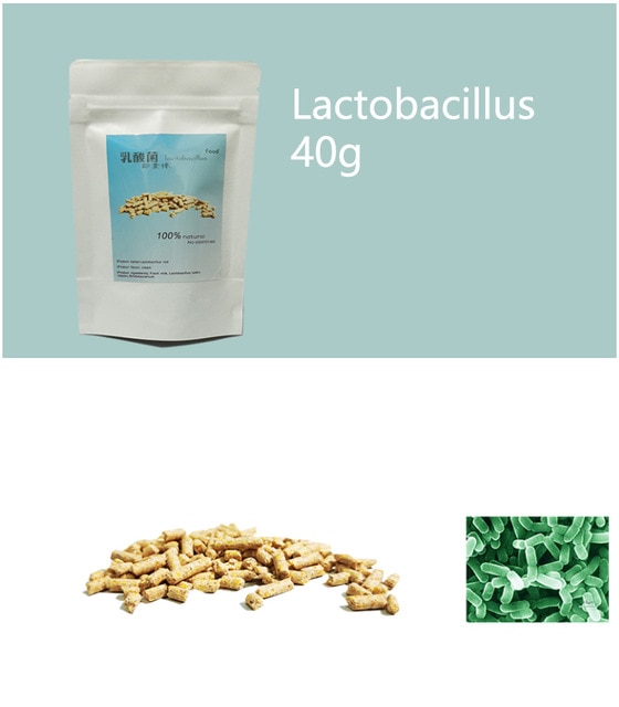 lactobacillus