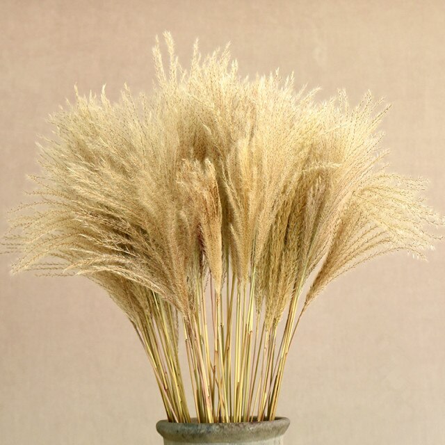 yellow pampas grass