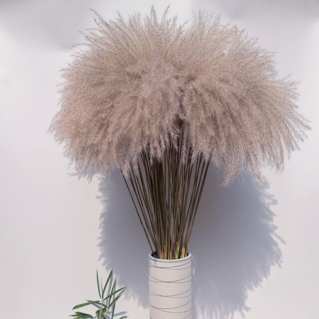 gray pampas grass