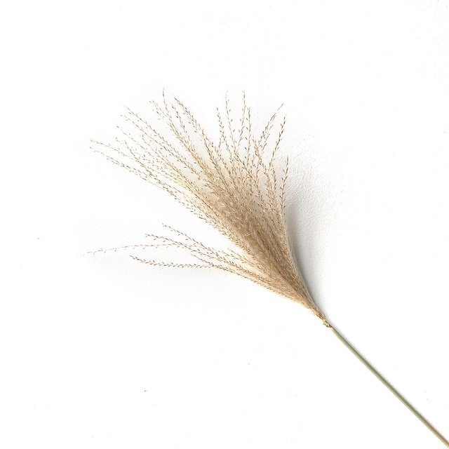 10 pcs small pampas