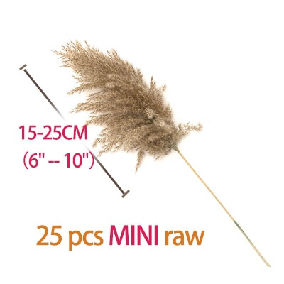 25pcs mini pampas