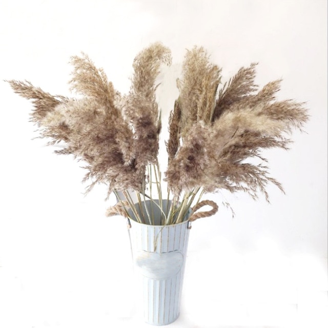 10pcs pampas grass