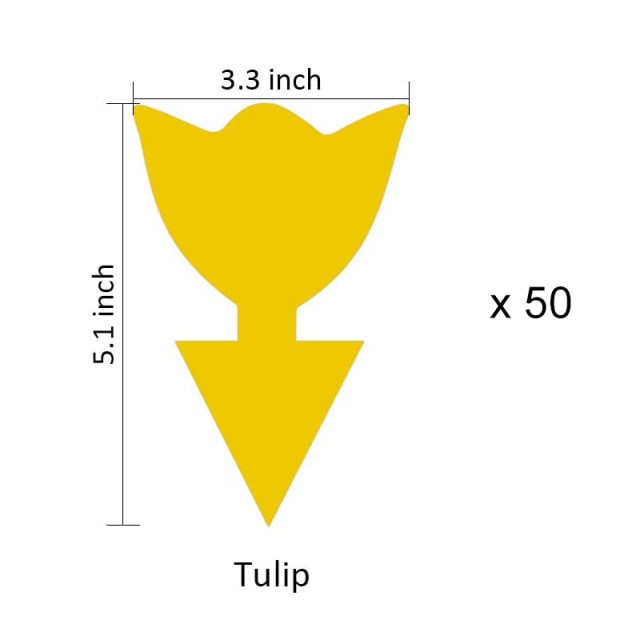 50pcs Tulip