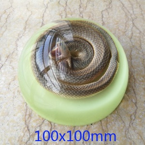 water snake 10