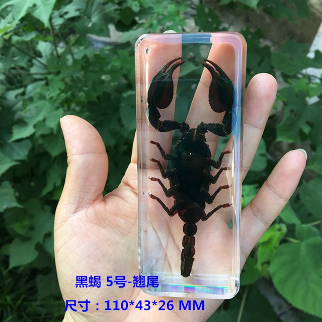 No. 5 scorpion
