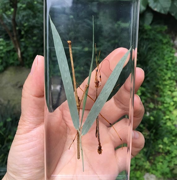 Bamboo bug 5