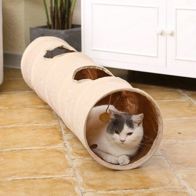 Cat Tunnel-1052